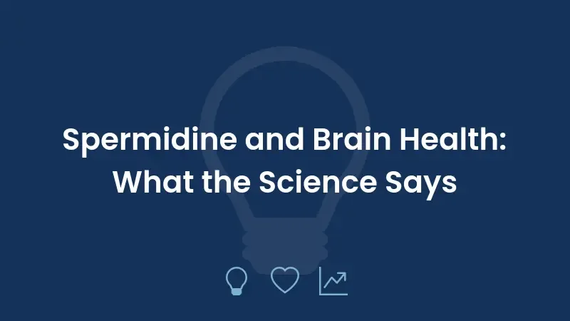 Spermidine and Brain Health: What the Science Says